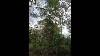 Kawasan Taman Nasional gunung merapi