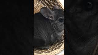 CURIOSIDADES SOBRE A CHINCHILA! UM PET BEM EXÓTICO! #shorts