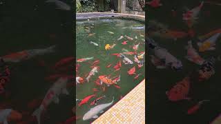 Beautiful koi pond with Guanyin statue #keklooktong #ipoh #malaysia #cave #temple #shorts