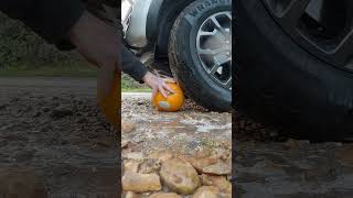 The giant pumpkin squashy  #asmr