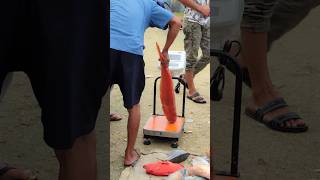 Ikan Kerapu Sunu Merah Hasil Mancing Nelayan Langsung Dijual #shortsvideo #shortvideo