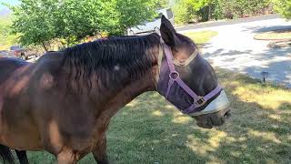 Another Horsey Day with Puppies