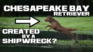 Created by a SHIPWRECK? - Chesapeake Bay Retriever - Animal a Day