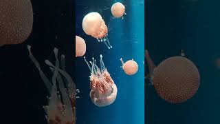 jellyfish 4k video #shorts #ytshorts #jellyfish #ocean #creatures #sea