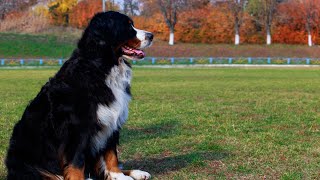 Can Bernese Mountain Dogs be left alone with small pets?