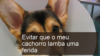 Evitar que o meu cachorro lamba uma ferida