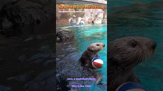 🦦 Otter Playing with a Ball🏀 #youtube #otter #ytshorts #shorts