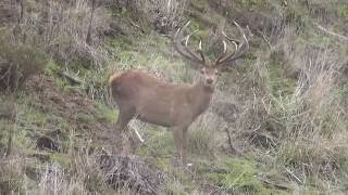 Typical Gold Medal Red Stag