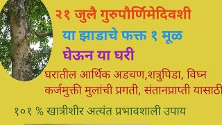 गुरुपौर्णिमेदिवशी या झाडाचे एक मूळ घेऊन या घरी घरातील आर्थिकअडचण शत्रुपीडा कर्जमुक्ती साठी उपाय.