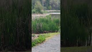 #bodo #family #canada #annapolis #familyvlog #birds #pheasant