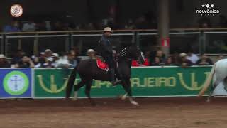 Trilho Do Porto Azul   Nacional 2019                         Mangalarga marchador!