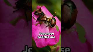 Japanese Beetle🪲🪲