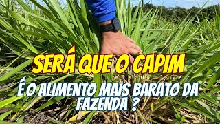 O que você precisa olhar no pasto, pro capim - MANEJO DE PASTAGEM PECUÁRIA DE CORTE