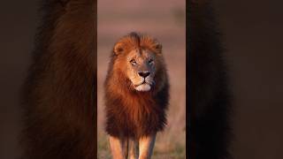 Majestuoso león (Ormagilani, hijo de los mosqueteros) #lion #animals #wildlife #viralvideo #shorts