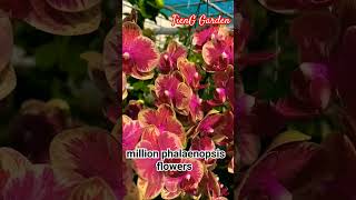 million phalaenopsis flowers #shorts