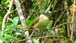 Bulbul, Ochraceous1 - Alophoixus ochraceus