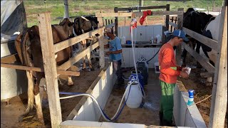 MOSTRANDO COMO FAZEMOS NOSSA ORDENHA PASSO A PASSO, ORDENHA SIMPLES E FUNCIONAL🥛🐄#vacasdeleite