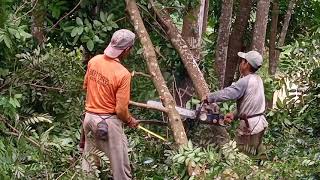 DOKUMENTASI PENEBANGAN POHON 6