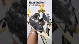 Hand Tamed Pied Cockatiels from My Aviary #allaboutpets #exoticbirds #tamedcockatiels