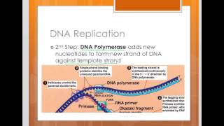 DNA Replication Part 2