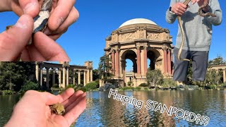 Herping For Frogs At… Stanford?!?