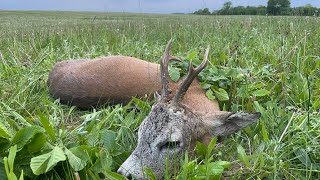 Erfolgreiche Abendpirsch - Bockjagd in Masuren