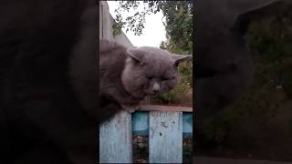 Очень спокойный котик #кот #котики #котики #catshorts