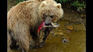 Katmai National Park 2018 - Photography Workshop