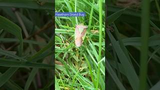 My first time of seeing a Hawthorn Shield Bug in the garden