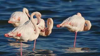 WHY FLAMINGOS STAND ON ONE FEET🦩 #flamingo #bird #animal #science #planet #information #world