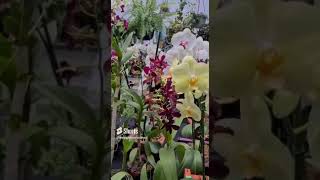 Dendrobiums, Phalaenopsis y demás tipos de orquídeas que podemos encontrar en México!