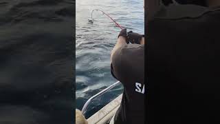 Shark splash attack. Tope fishing in cornwall