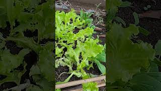 segerr banget seladanya #gardening #garden #farming #youtubeshorts #youtube #shorts #berkebun #yt