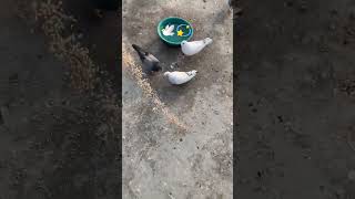 🕊️💫 kabutar Jaan subscribe #trending #kabutar #shorts #ytshorts #pigeon #video #kabootar