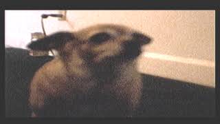 Super 8mm fat chihuahua