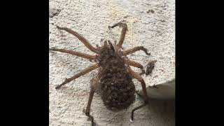 Wolf spider with babies