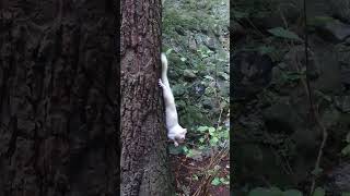 White squirrel likes his peanuts upside down 🐿️↕️