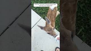 This man rescued a trapped baby deer, and then this happened #animalshorts #shortvideo