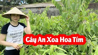 Cây An Xoa Hoa Tím Điều Trị Bệnh Viêm Gan Hiệu Quả