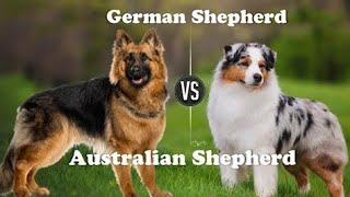 German shepherd vs Australian shepherd attitude status DOG'S-planet #shorts #Germanshepherd