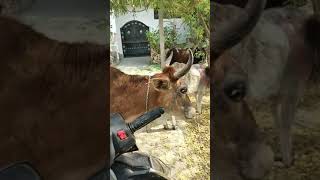 Indian beautiful cow🐄🐄🐄 pls like subscribe share Thanks