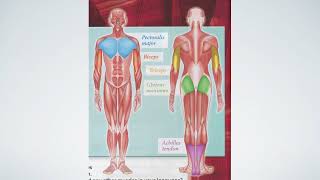 SUPER MINDS 6. UNIT 4. OLYMPIC SPORTS. p. 54, ex.1. Muscles