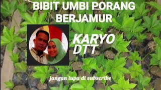 MENGATASI JAMUR PADA BIBIT UMBI PORANG