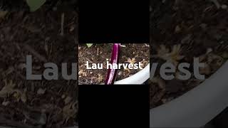 Lau harvesting in uk.