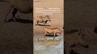 Unlocking the mysteries of warthogs: What scientists discovered