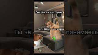 ЖИЗА *Идея не моя,а видео моё* #youtube #подписки #рекомендации #polly_k