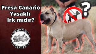 Presa Canario Yasaklı Irk mıdır?