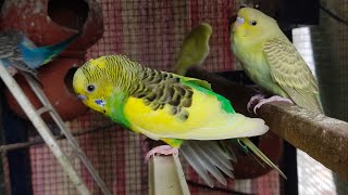 Budgies cage setup in home Breeding Akshimokshi youtube channel