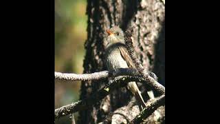 GREATER PEWEE . . .