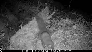 Watch a pine marten using its sense of smell at night in the forest